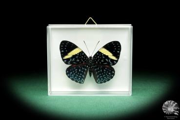 Hamadryas arinome (18466) a butterfly from South America | Taxidermy | Butterflies