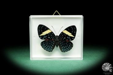 Hamadryas arinome (18467) a butterfly from South America | Taxidermy | Butterflies