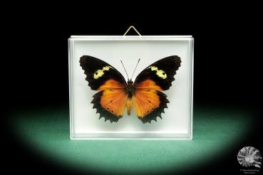 Cethosia hypsea (18470) ein Schmetterling aus Indonesien | Präparate | Schmetterlinge