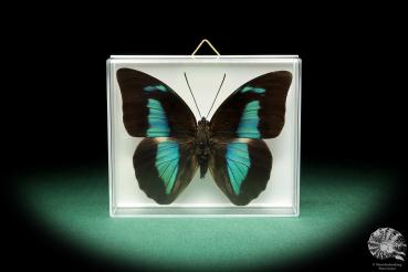 Archaeoprepona amphimachus (18486) a butterfly from Colombia | Taxidermy | Butterflies