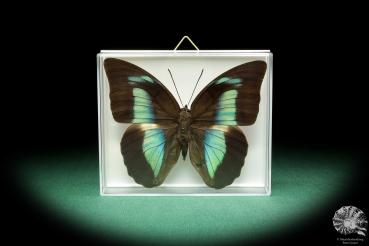 Archaeoprepona amphimachus (18487) a butterfly from Colombia | Taxidermy | Butterflies