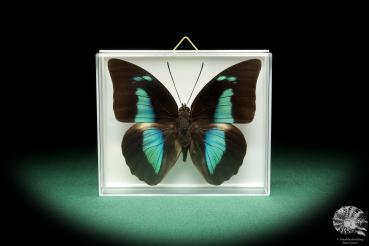 Archaeoprepona amphimachus (18488) a butterfly from Colombia | Taxidermy | Butterflies