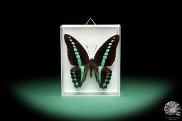 Graphium milon (18501) a butterfly from Indonesia | Taxidermy | Butterflies