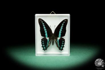 Graphium milon (18502) a butterfly from Indonesia | Taxidermy | Butterflies