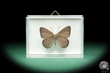 Sevenia pechueli (18511) a butterfly from Africa | Taxidermy | Butterflies