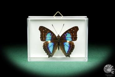 Doxocopa lavinia (18513) a butterfly from South America | Taxidermy | Butterflies