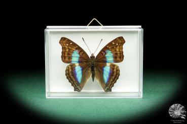 Doxocopa lavinia (18515) a butterfly from South America | Taxidermy | Butterflies