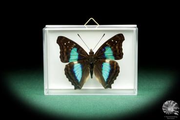 Doxocopa lavinia (18516) a butterfly from South America | Taxidermy | Butterflies