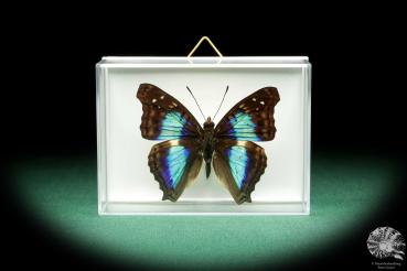 Doxocopa lavinia (18519) a butterfly from South America | Taxidermy | Butterflies