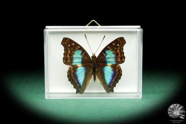 Doxocopa lavinia (18520) a butterfly from South America | Taxidermy | Butterflies