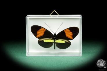 Heliconius melpomene (18522) ein Schmetterling aus Südamerika | Präparate | Schmetterlinge