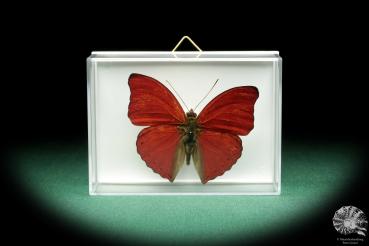 Cymothoe sangaris (18526) a butterfly from Central Africa | Taxidermy | Butterflies