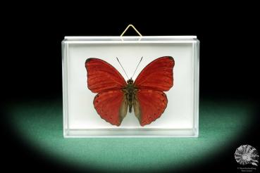 Cymothoe sangaris (18527) a butterfly from Central Africa | Taxidermy | Butterflies