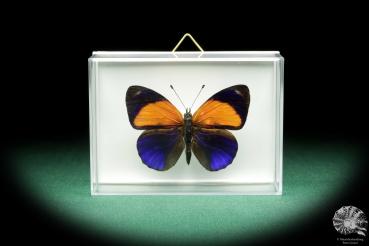 Asterope markii (18529) a butterfly from Brazil | Taxidermy | Butterflies