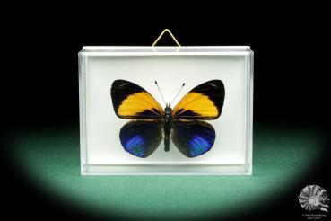 Asterope markii (18530) a butterfly from Brazil | Taxidermy | Butterflies