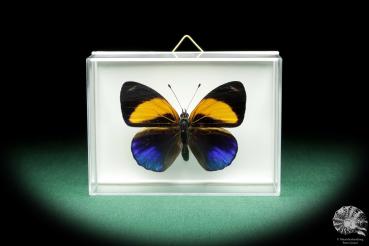 Callithea davisi (18532) a butterfly from South America | Taxidermy | Butterflies