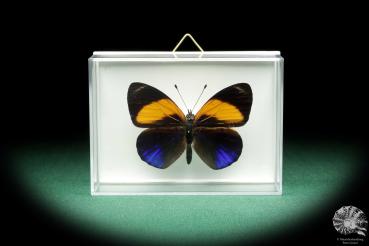 Callithea davisi (18533) a butterfly from South America | Taxidermy | Butterflies