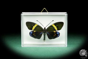 Eterusia repleta (18536) a butterfly from Southeast Asia | Taxidermy | Butterflies