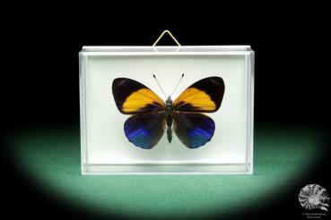 Callithea davisi (18537) a butterfly from South America | Taxidermy | Butterflies