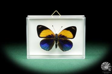 Callithea davisi (18538) a butterfly from South America | Taxidermy | Butterflies