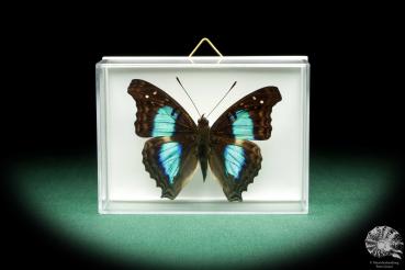 Doxocopa laurentia (18541) a butterfly from Peru | Taxidermy | Butterflies