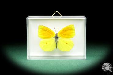 Gonepteryx cleopatra (18542) a butterfly from Southern Europe | Taxidermy | Butterflies