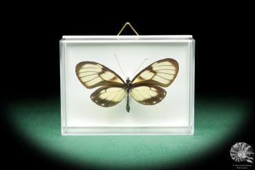 Godyris gonussa (18546) a butterfly from South America | Taxidermy | Butterflies