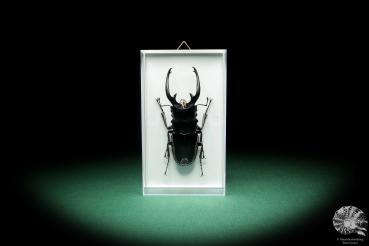 Odontolabis dalmani intermedia (18561) a beetle from Philippines | Taxidermy | Beetles