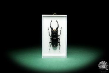 Odontolabis dalmani intermedia (18564) a beetle from Philippines | Taxidermy | Beetles