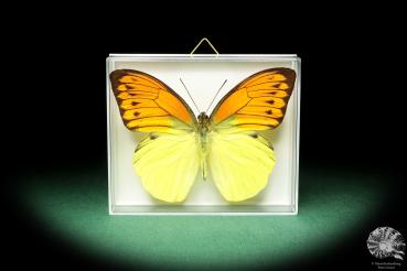 Hebomoia leucippe (18580) a butterfly from Indonesia | Taxidermy | Butterflies