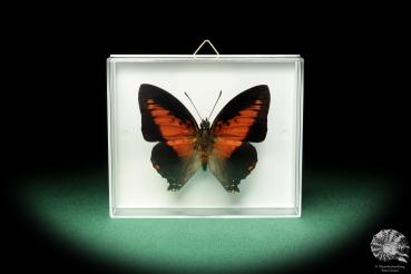 Charaxes zingha (18587) a butterfly from Africa | Taxidermy | Butterflies