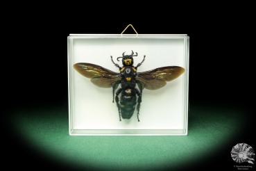 Megascolia procer (18590) a insect from Southeast Asia | Taxidermy | Other Insects