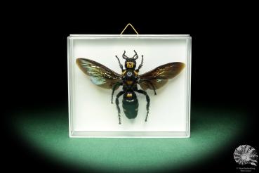 Megascolia procer (18592) a insect from Southeast Asia | Taxidermy | Other Insects