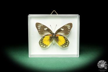 Delias rosenbergi (18602) a butterfly from Indonesia | Taxidermy | Butterflies