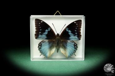 Charaxes smaragdalis (18605) a butterfly from Africa | Taxidermy | Butterflies