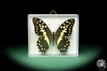 Papilio demodocus (18609) a butterfly from Africa | Taxidermy | Butterflies