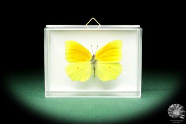 Gonepteryx cleopatra (18633) a butterfly from Southern Europe | Taxidermy | Butterflies