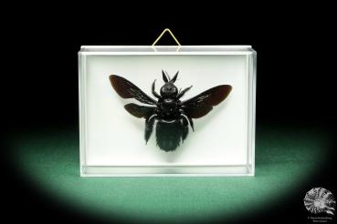 Xylocopa latipes (18643) a insect from Indonesia | Taxidermy | Other Insects