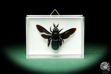 Xylocopa latipes ein Insekt