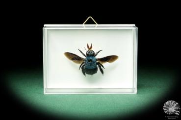 Xylocopa caerulea (18657) a insect from Indonesia | Taxidermy | Other Insects