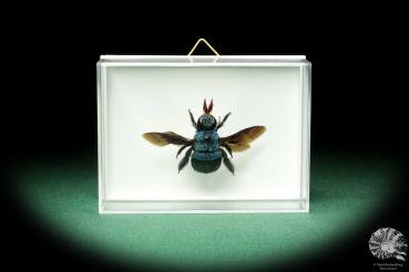 Xylocopa caerulea (18658) a insect from Indonesia | Taxidermy | Other Insects