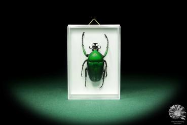 Dicronorhina micans (18684) a beetle from Africa | Taxidermy | Beetles