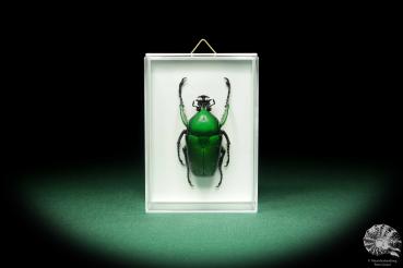 Dicronorhina micans (18690) a beetle from Africa | Taxidermy | Beetles