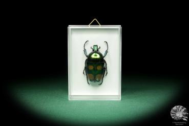 Jumnos ruckeri (18691) a beetle from India | Taxidermy | Beetles