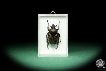 Fornasinius fornasini (18693) a beetle from East Africa | Taxidermy | Beetles