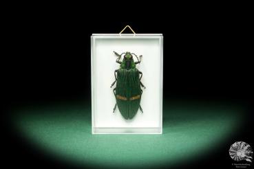 Catoxantha opulenta (18701) a beetle from Malaysia | Taxidermy | Beetles