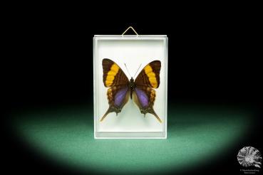 Marpesia corinna (18702) a butterfly from South America | Taxidermy | Butterflies