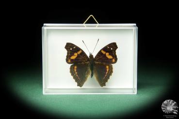 Doxocopa elis (18712) a butterfly from South America | Taxidermy | Butterflies