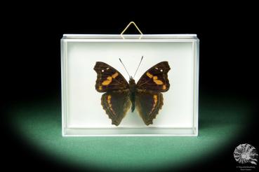 Doxocopa elis ein Schmetterling