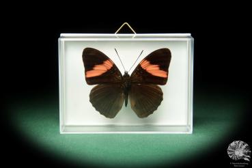 Limenitis isis (18732) a butterfly from South America | Taxidermy | Butterflies